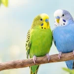 bird names for parakeets
